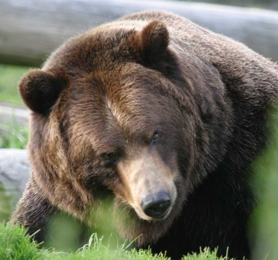 Kodiak Brown Bear 3