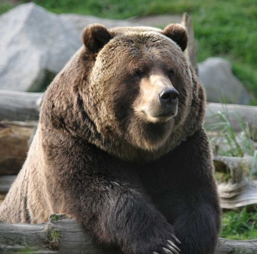 Kodiak Bear 2