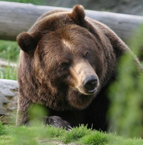 Brown Bear 4