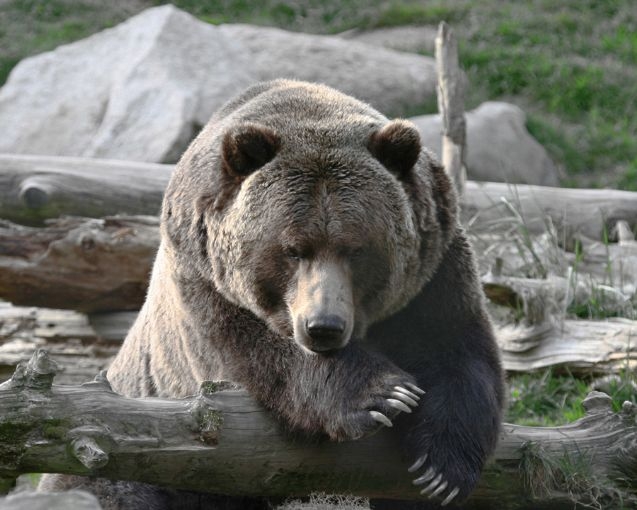 Kodiak Bear