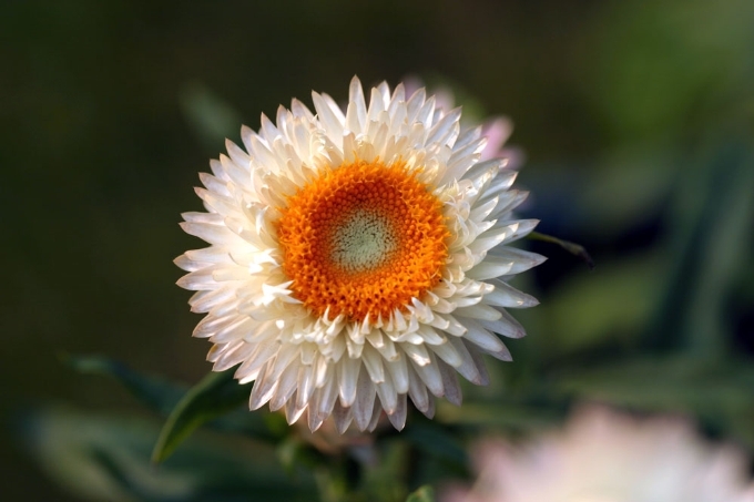 Strawflower 5