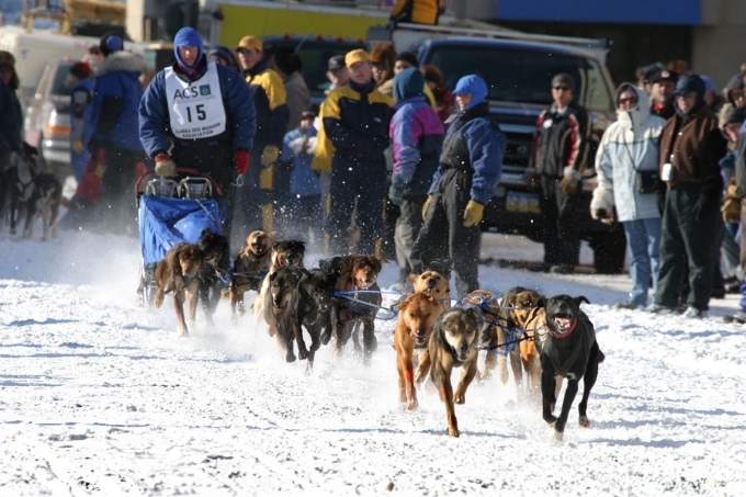 Dog Race Down 1st Avenue #2