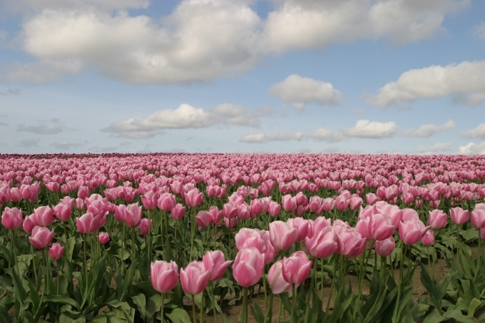 Skagit Valley Tulip Festival #1