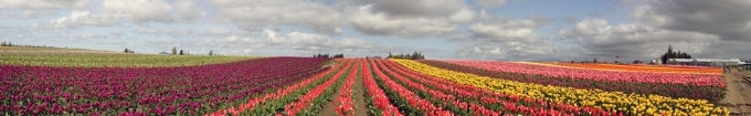 Tulip Festival #5 Panoramic