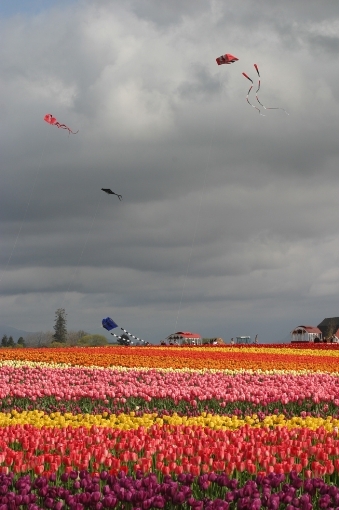 Tulip Festival #3
