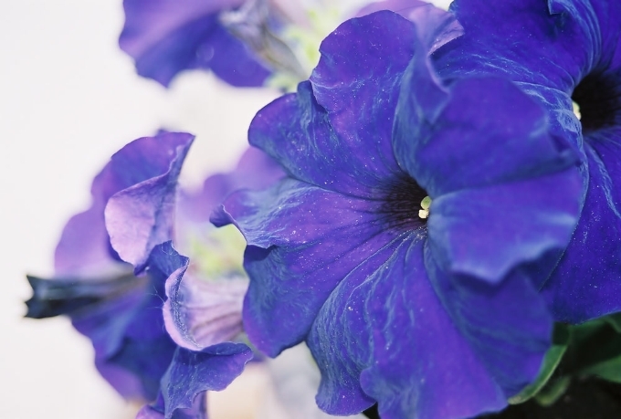 Blue Petunias